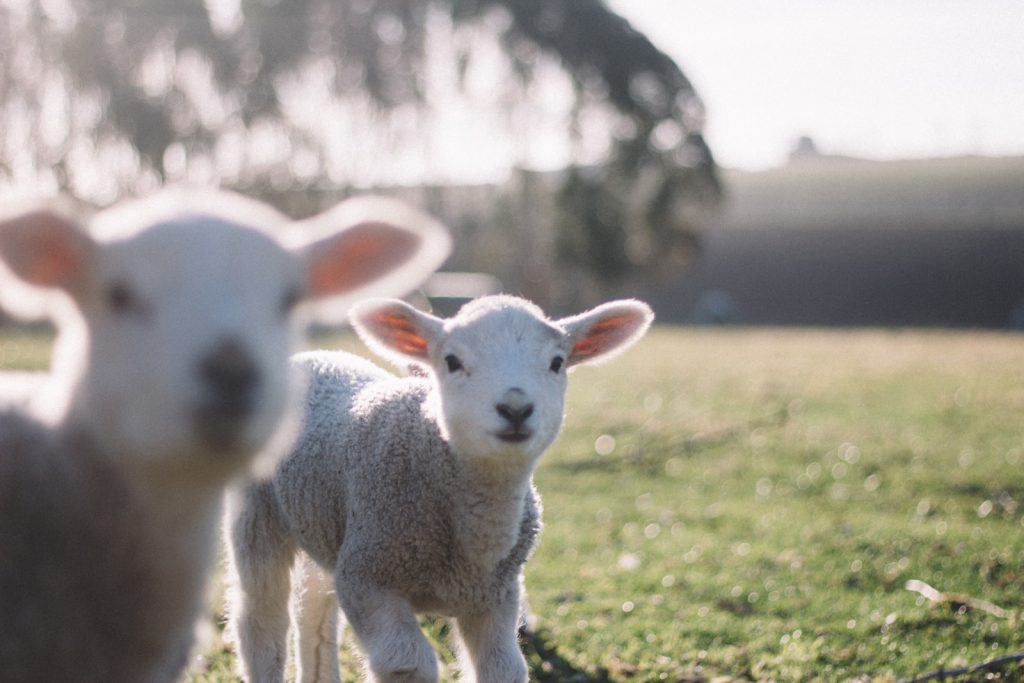 Move over dogs, sheep are a buyers best friend