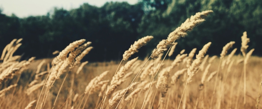 What its like to live in….Bramley