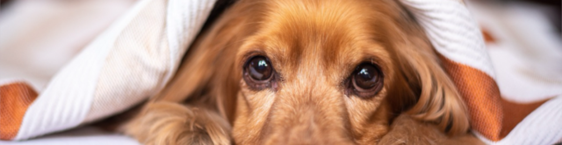 dog-2