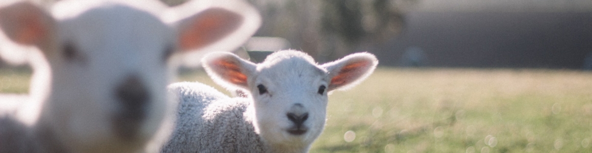 sheep