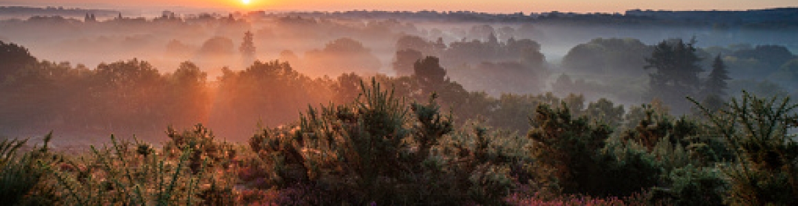 A spectacular sunrise lights up the heather-clad Surrey Hills.